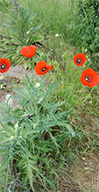 10mohn